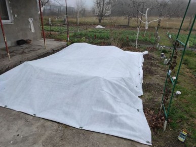 Зимний уют для роз: как избежать распространённых ошибок при укрытии