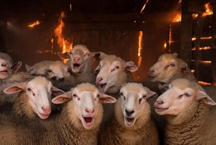 10 овечек погибли жуткой смертью в Зеленоградском районе