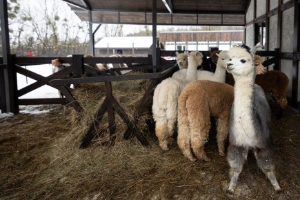 «Пушистые обитатели»: на территории замка Нойхаузен в Гурьевске открыли парк альпак