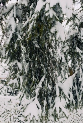 В Калининградской области настоящая зимняя сказка
