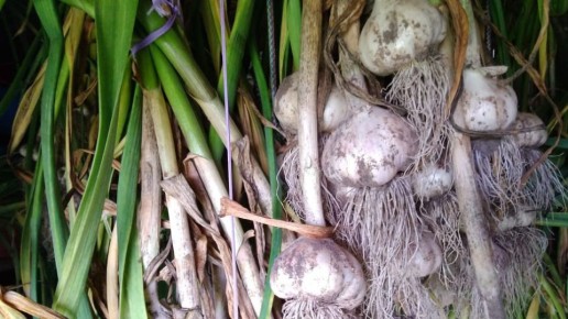 Методы определения зрелости чеснока от деда Ивана