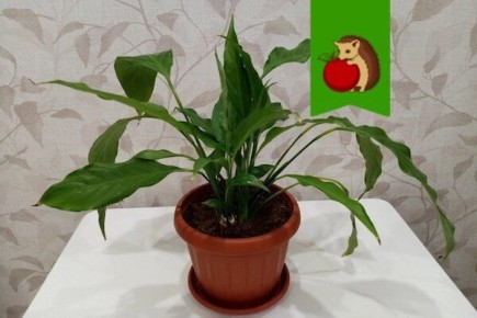 Как добиться крупных листьев у спатифиллума?